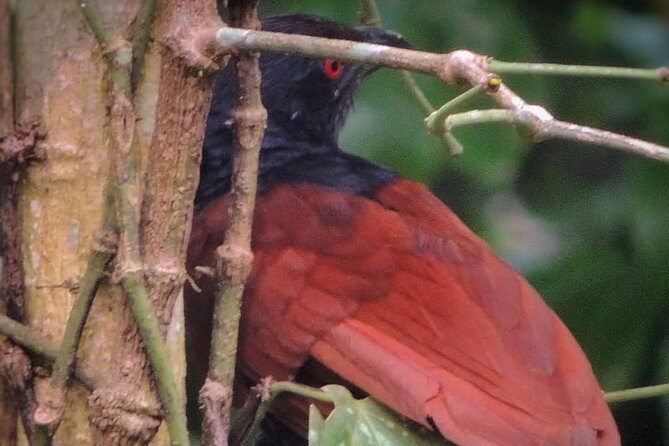 Negombo Lagoon & Muthurjawela Bird Watching Boat Tour - What to expect from the boat experience itself