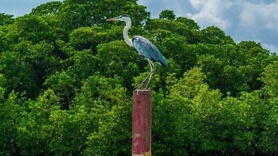 Negombo Private Tour: Market, Temples & Canal - A short added stop you can use for what interests you