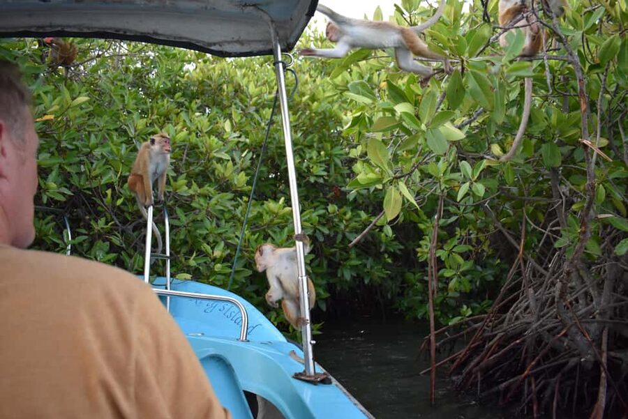 Negombo: Sunset lagoon boat tour with hotel transfers - Price and value: what $42 buys you in real terms