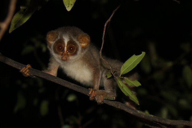 Night Hike to see Elusive & Rare Loris in Sigiriya - Why Pidurangala at Night Beats a Typical Sigiriya Walk