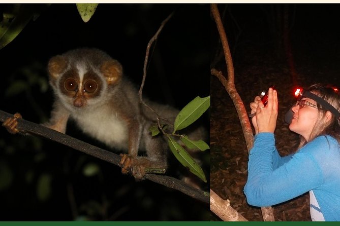 Night Hike to see Elusive & Rare Loris in Sigiriya - The Night Walk Itself: Clothing, Head Lamps, and “Slow Looking”