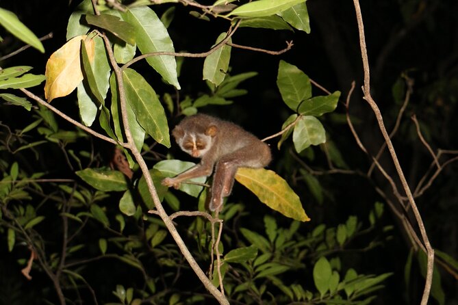 Night Hike to see Elusive & Rare Loris in Sigiriya - What Makes the Experience Ethical (and Why That Affects What You See)