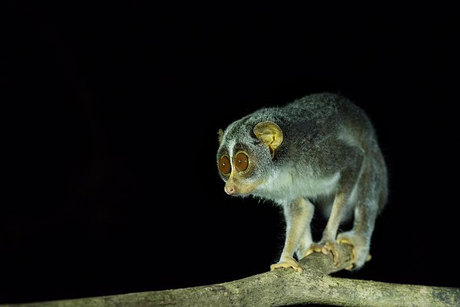 Night Hike to see Elusive & Rare Loris in Sigiriya - How Weather and the Moon Change Your Odds