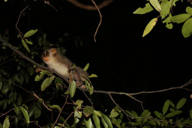 Night Hike to see Elusive & Rare Loris in Sigiriya - Price and Value: $64 for Up to 2, Plus Real Risk Protection