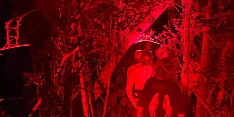 Night Hike to see Elusive & Rare Loris in Sigiriya - It Works Best For You If You Want a Focused Wildlife Adventure