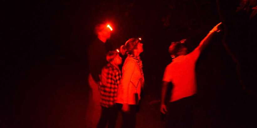 Night Hike to see Elusive & Rare Loris in Sigiriya - Should You Book the Night Hike for Rare Loris in Sigiriya?