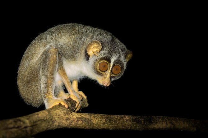Night Hike to see Elusive & Rare Loris in Sigiriya - Meet at ROCKO’s Vegetarian Cafe and Start in the Right Place