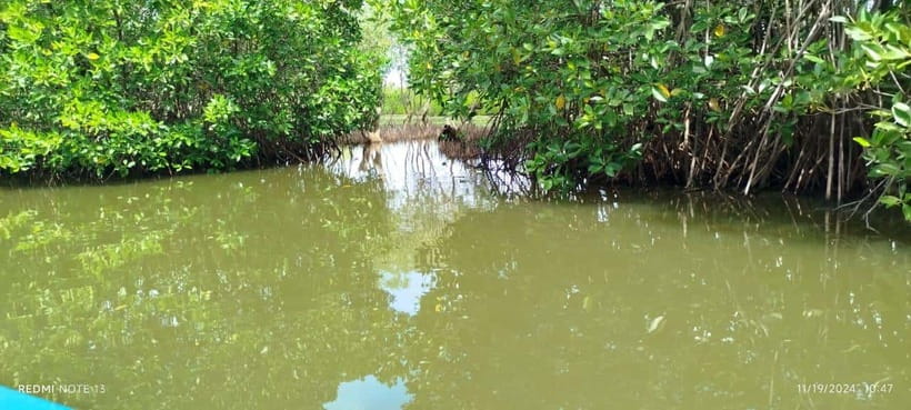 Nilaveli: Lagoon Boat Safari with Mangrove Exploration - Morning Trip: Sunrise Light and a Calmer Lagoon Rhythm