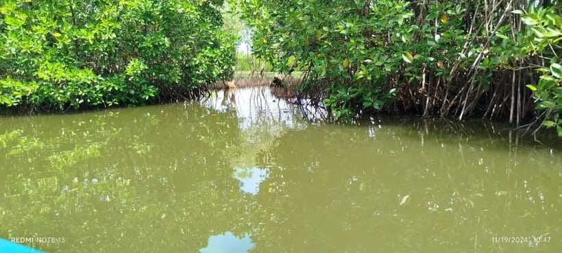 Nilaveli: Lagoon Boat Safari with Mangrove Exploration - Timing and Planning: Morning vs Evening for Your Interests