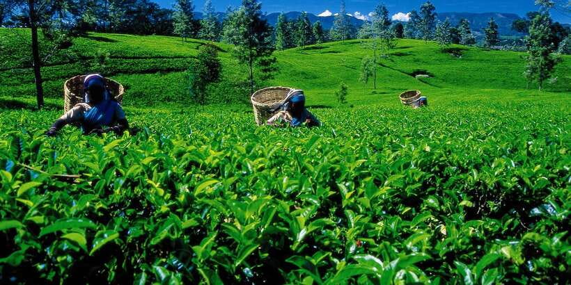 Nuwara Eliya: All-Inclusive Private Sightseeing Day Tour - Key points worth knowing