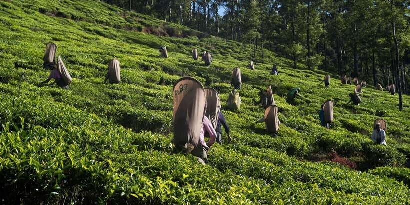 Nuwara Eliya: All-Inclusive Private Sightseeing Day Tour - Seetha Amman Temple: Ramayana Connection and Real Temple Etiquette