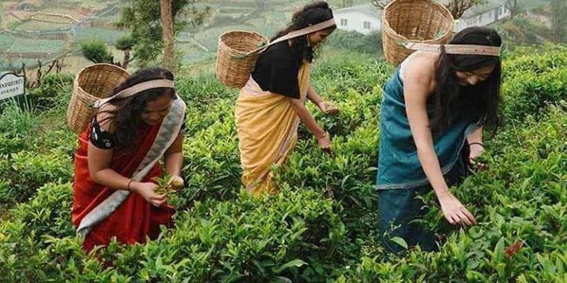 Nuwara Eliya Day Tour from Kandy (Private Tour) - Logistics, comfort, and the small-group advantage