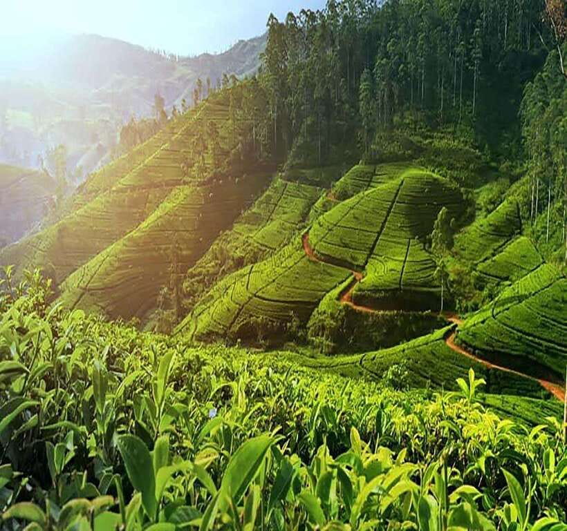 Nuwara Eliya: Tea Factory and Pickle Waterfalls Tuk Tuk Tour - A Nuwara Eliya tuk tuk tour that makes sense for first-timers