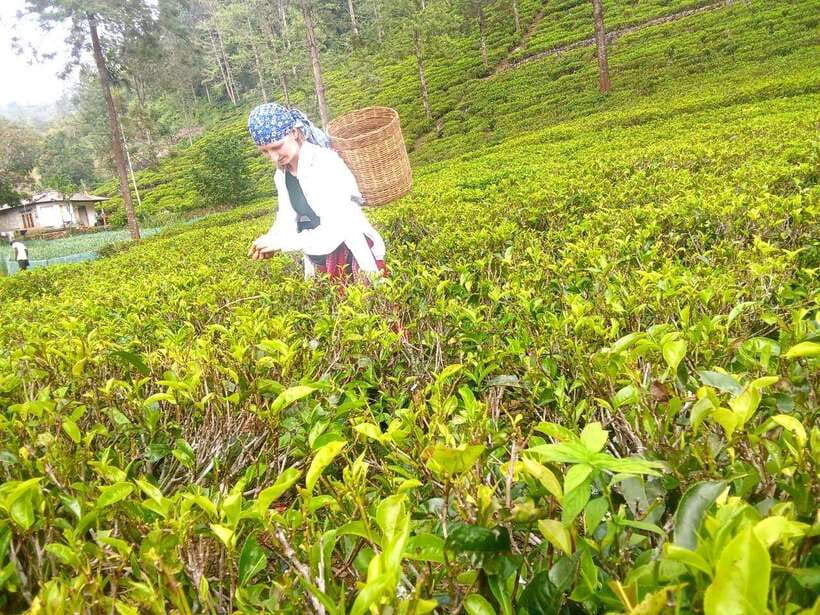 Nuwara Eliya: Tea Factory and Pickle Waterfalls Tuk Tuk Tour - Nuwara Eliya town time and extra viewpoints along the route