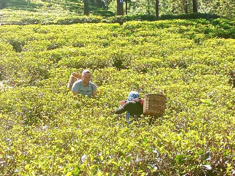 Nuwara Eliya: Tea Factory and Pickle Waterfalls Tuk Tuk Tour - Timing, clothing, and what to bring for a comfortable day