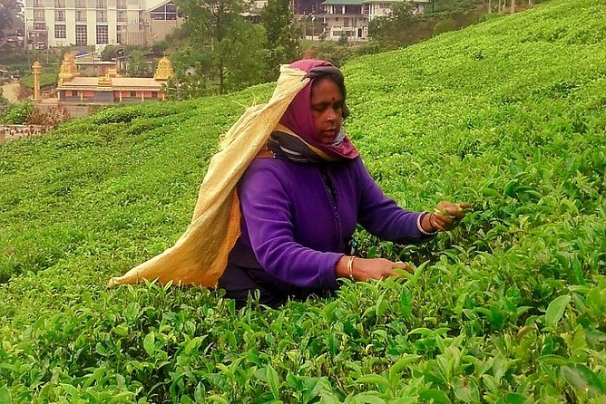 Nuwara Eliya Tea factory and waterfall tour - Stop 2: Ramboda Waterfall with misty photos and a swim