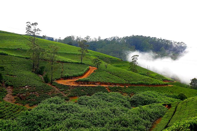 Nuwara Eliya Tea factory and waterfall tour - Stop 3: Oak Ray Tea Factory and Museum for quieter tasting