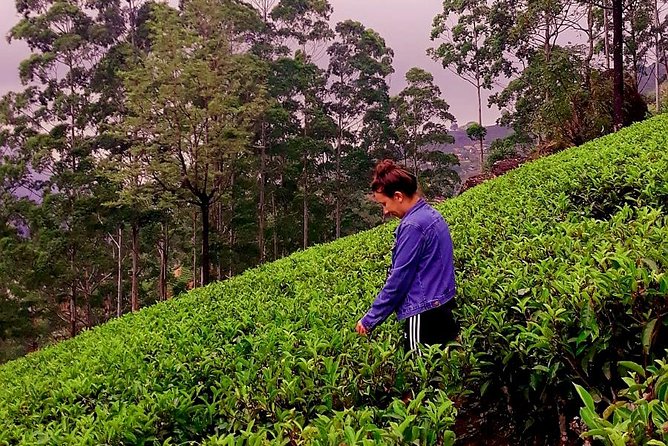 Nuwara Eliya Tea factory and waterfall tour - Stop 4: Blue Field Tea Factory, tea plucking and quick tastings