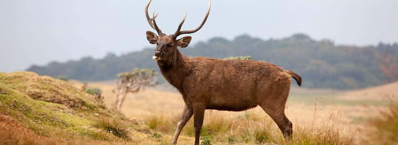 Nuwara Eliya to Horton Plains, Strawberry& Ambewela Farm TUK - Key things to know before you go