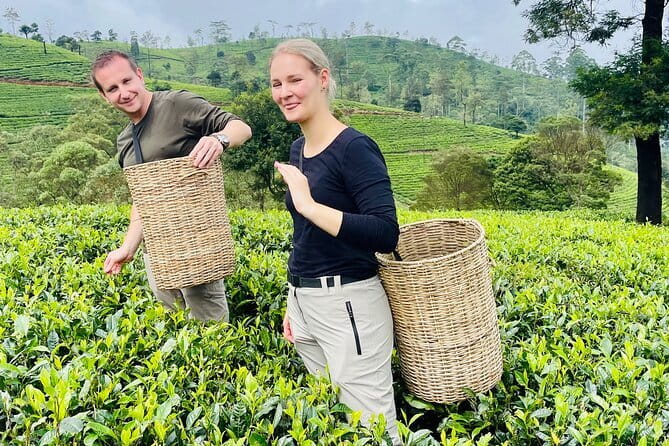 Nuwara Eliya Tours - Tea plantation safari: seeing the slope, not just the signboards