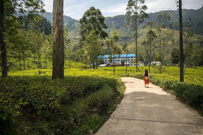 Nuwara Eliya Tours - Private tour value: what $40 per group really means