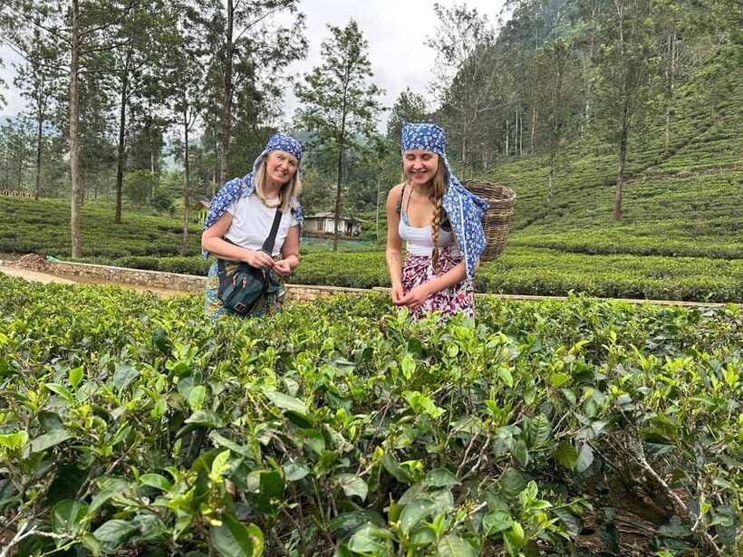 Nuwara Eliya Tuk-Tuk Tour Tea Picking,Tasting &Ramboda Falls - Value, Price, and the Extras You Might Actually Want