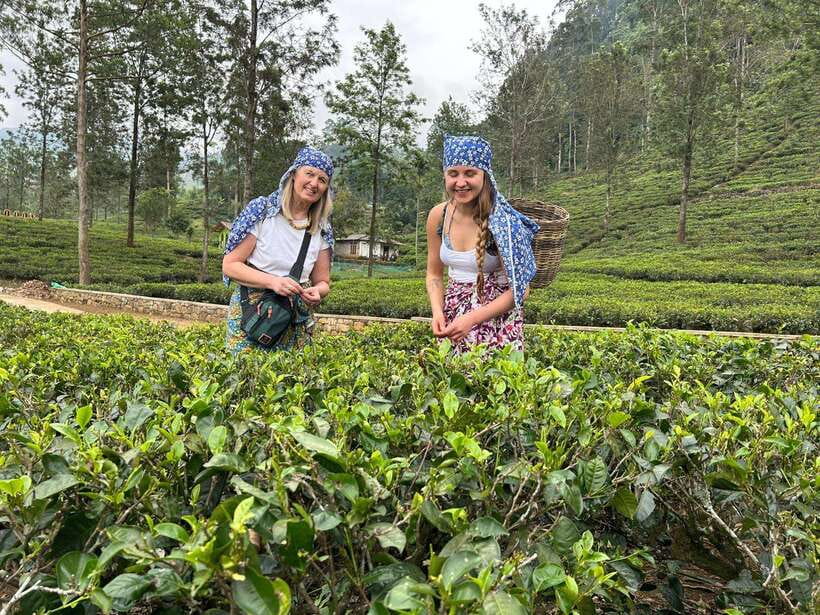 Nuwara Eliya Tuk-Tuk Tour Tea Picking,Tasting &Ramboda Falls - Tea Country Stops: Bluefield, Kingswood, and Labookelie (Plus Time-Smart Options)