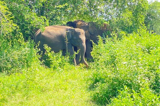 One Day Udawalawe Safari from Galle/Mirissa/Unawatuna/Hikkaduwa - What the 10 to 12 hours actually feels like in real life