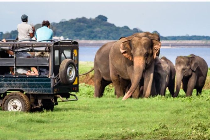 One day Yala National Park from Galle/Hikkaduwa/Mirissa/Unawatuna - Inside Yala: your jeep safari window and what to expect