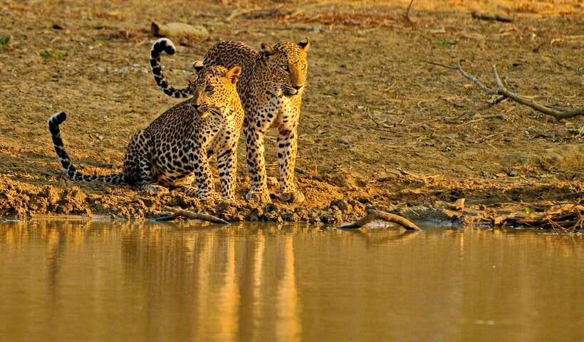 Overnight Treehouse Safari at Yala National Park - Leopard Nest treehouse safari inside Yala, what you’re really buying