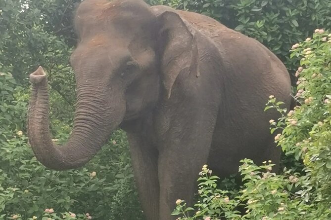 Paradise Udawalawe Safari Tours - Guide Commentary, Safe Driving, and Q&A That Actually Helps