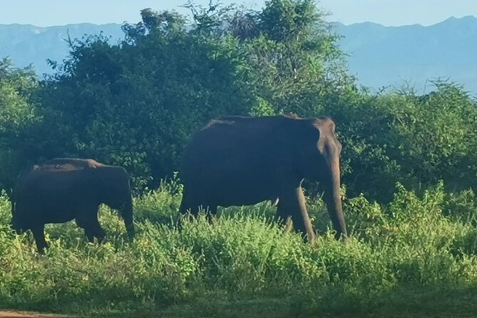 Paradise Udawalawe Safari Tours - Best Time to See Wildlife and Beat the Crowds
