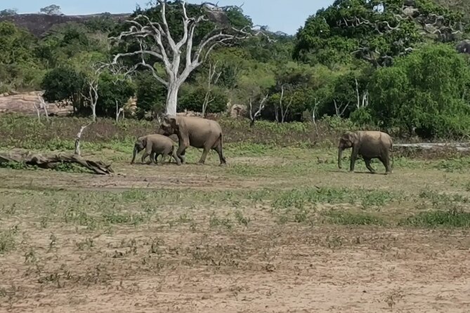 Paradise Yala Safari Tours - The Early Start That Actually Improves Your Chances