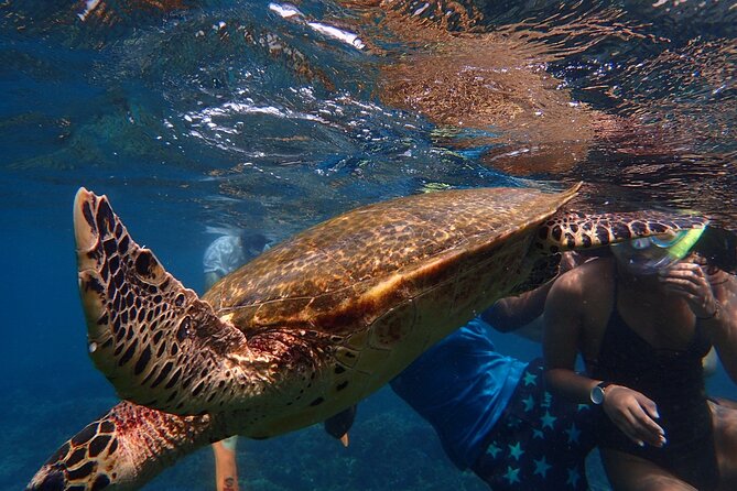 Pigeon Island Snorkeling Tour From Uppuveli Beach - Price and value: $50 plus the park fee you must budget