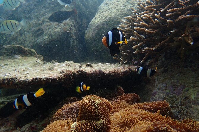 Pigeon Island Snorkeling Tour From Uppuveli Beach - Crowds, route flow, and how to get the most out of it