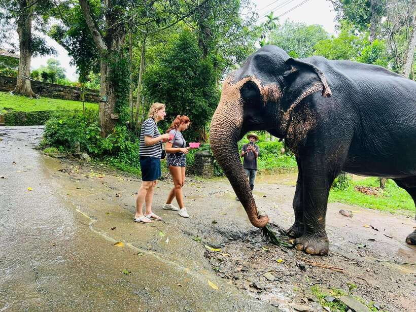Pinnawala Day Tour from Kandy (Private tour ) - Key Things I’d Plan For