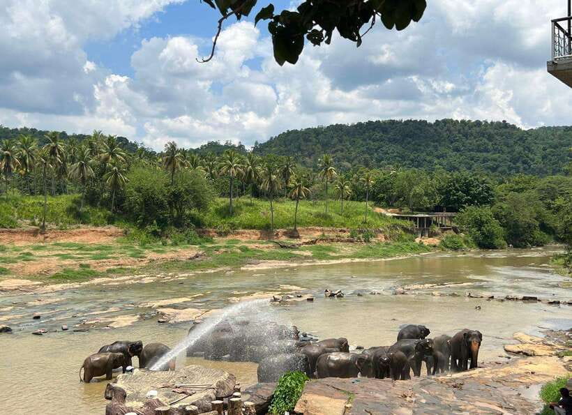 Pinnawala Day Tour from Kandy (Private tour ) - Price and Logistics That Matter (and What You Get for $40)