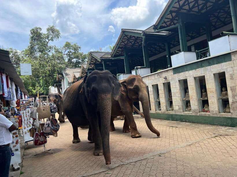Pinnawala Day Tour from Kandy (Private tour ) - Pinnawala Elephant Orphanage: The Main Event in About an Hour