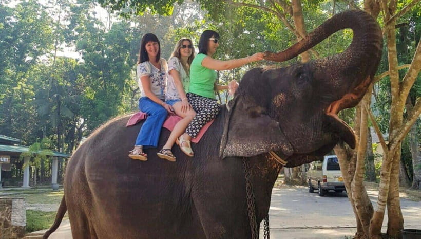 Pinnawala,Kandy Day Tour from Colombo/Negombo - Key highlights worth planning around