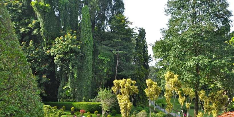 Pinnawala & Kandy Day Tour from Negombo - Royal Botanical Gardens in Kandy: why plant spotting is more fun than it sounds