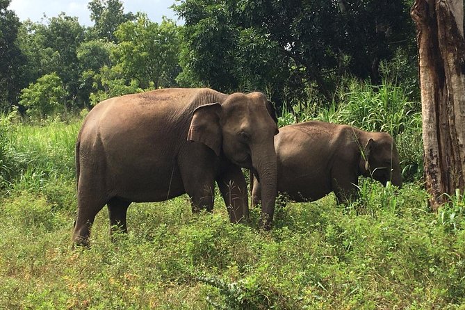 Polonnaruwa Day Tour with Lunch by Mahaweli - Spice Garden and Matale Hindu Temple, Short and Optional
