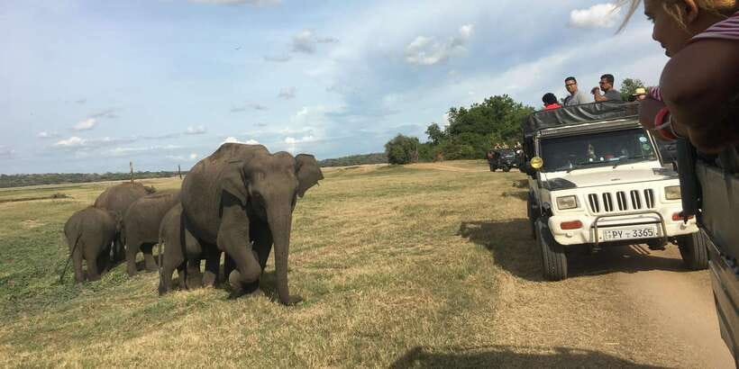 Polonnaruwa Sight Seeing Tour and Minneriya Elephant Safari - Polonnaruwa and Minneriya in one plan, not one more transfer