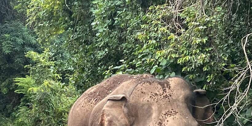 Polonnaruwa Sight Seeing Tour and Minneriya Elephant Safari - Polonnaruwa Ancient City, guided so the ruins make sense
