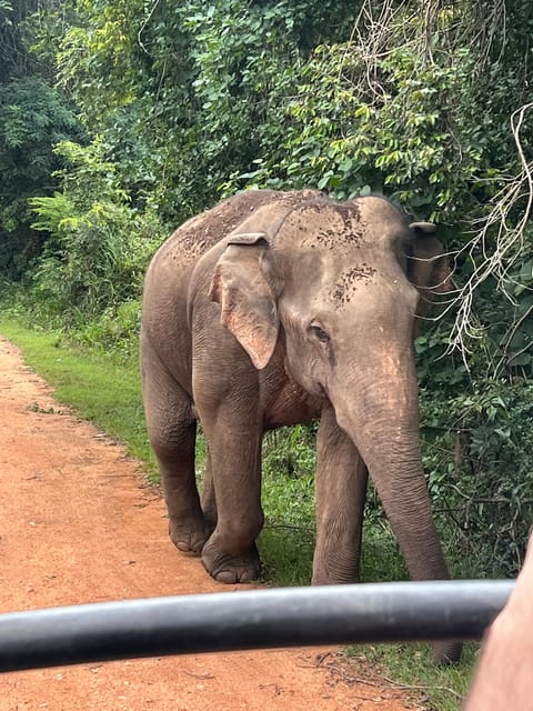 Polonnaruwa Sight Seeing Tour and Minneriya Elephant Safari - Optional Polonnaruwa guide time, and what to decide