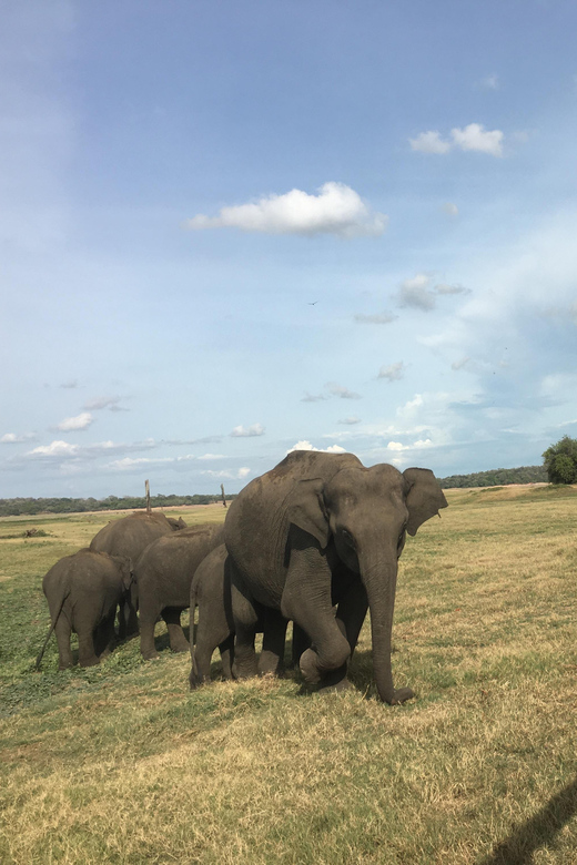 Polonnaruwa Sight Seeing Tour and Minneriya Elephant Safari - Minneriya National Park at sunset, where the safari feels real