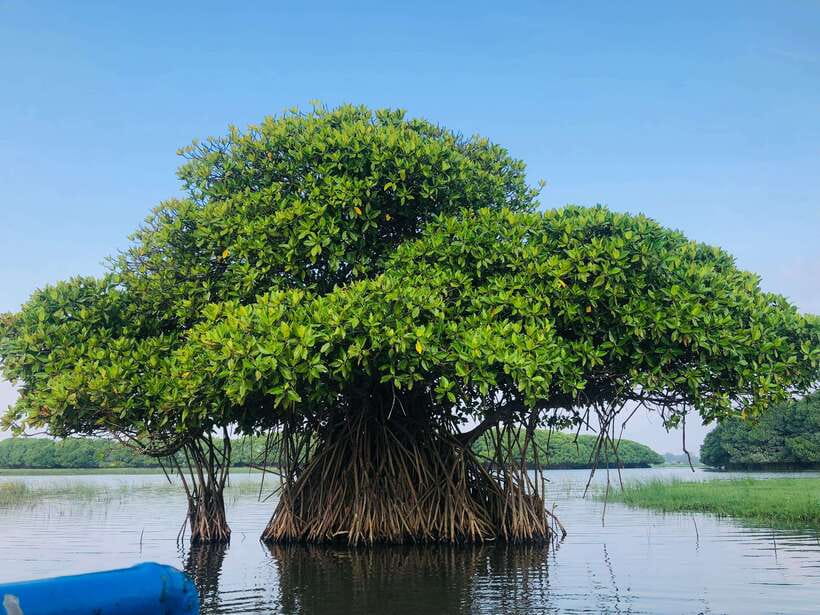 Pottuvil Lagoon Eco Tour : Mangrove Adventure in Arugam Bay - Getting there: tuk tuk pickup, safety briefing, and tour gear