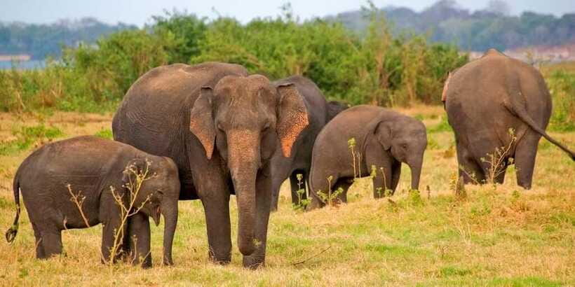 Pottuvil Lagoon Eco Tour : Mangrove Adventure in Arugam Bay - On the lagoon safari: what the boat ride feels like