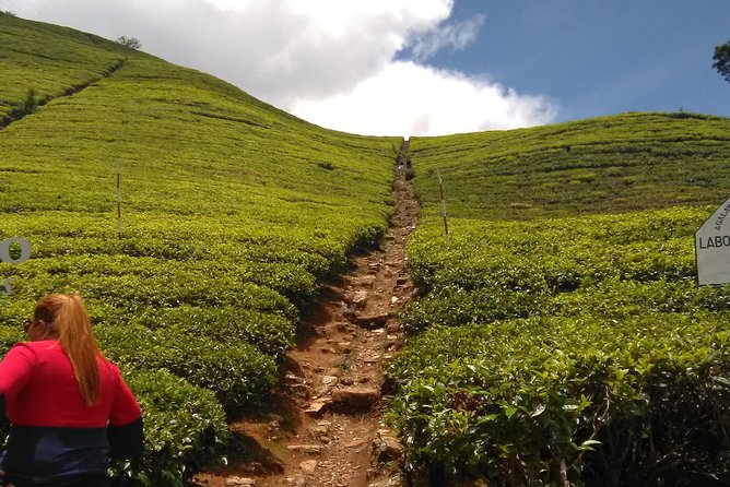 Private all inclusive Day tour Kandy, Pinnawala, & your own selected attractions - Geragama Tea Factory and Ceylon tea you can actually taste