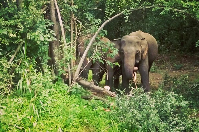 Private Dambulla Sigiriya Tour from Kandy with Lunch - Why Dambulla, Sigiriya, and Minneriya in One Private Day Works
