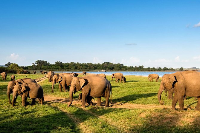 Private Day Tour from Colomb to Yala Safari (Leopard Safari Tour) - Key Highlights You’ll Care About
